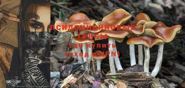 ГАЛЛЮЦИНОГЕННЫЕ ГРИБЫ Новодвинск